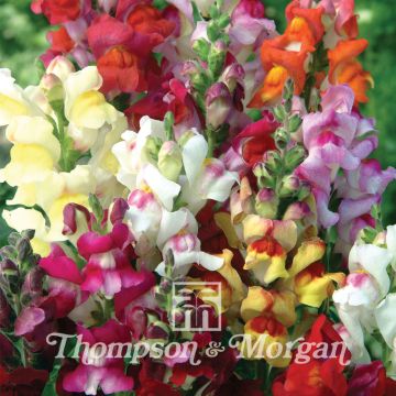 Antirrhinum majus Circus Clowns