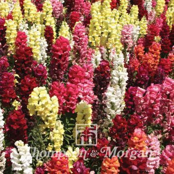 Snapdragon Dwarf Bedding Mixed Seeds - Antirrhinum nanum