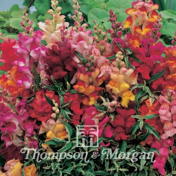 Dwarf Snapdragon Frosted Flames Seeds - Antirrhinum nanum