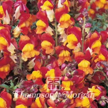 Dwarf Snapdragon Rembrandt Seeds - Antirrhinum nanum