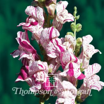 Snapdragon Purple Twist F1 Seeds - Antirrhinum majus