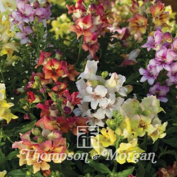 Graines de Muflier hybride Reminiscent Mixed F1 -  Antirrhinum