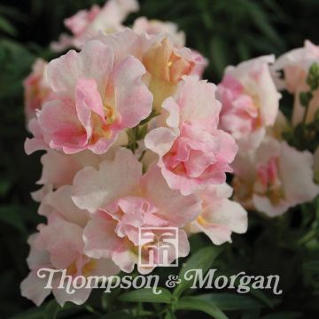 Antirrhinum nanum Twinny Appleblossom F1 Hybrid