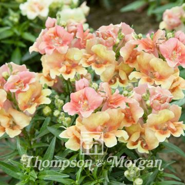 Antirrhinum nanum Twinny Peach F1 Dwarf Snapdragon seeds