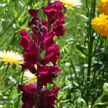 Antirrhinum majus Black Prince