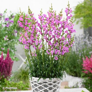 Antirrhinum majus Pretty in Pink