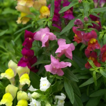 Graines de Muflier des jardins nain Emerald Isles - Antirrhinum majus pumilum Graines de Muflier des jardins nain Emerald Isles - Antirrhinum majus pumilum