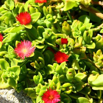 Aptenia cordifolia