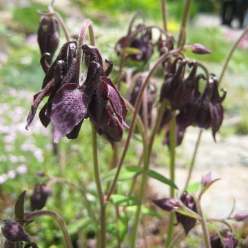 Aquilegia viridiflora Chocolate Soldier - Columbine