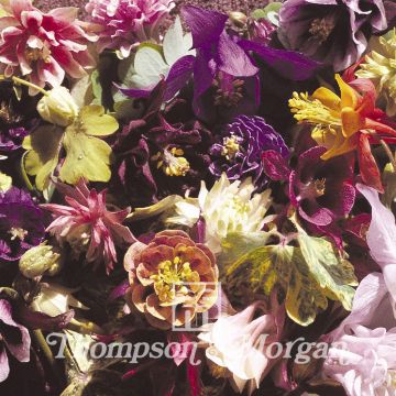 Aquilegia Crown Jewels Mix Seeds - Columbine