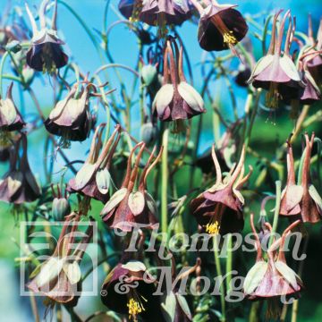 Aquilegia viridiflora Chocolate Soldier - Columbine Seeds