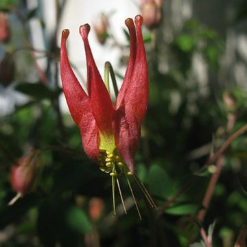 Aquilegia canadensis Little Lanterns - Columbine