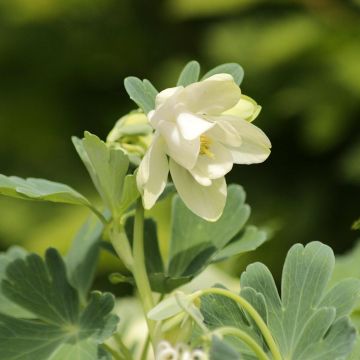 Aquilegia flabellata Cameo White - Columbine