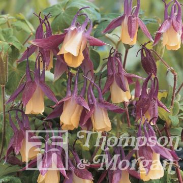 Dwarf Japanese Fan Columbine Seeds - Aquilegia flabellata f. kurilensis Rosea