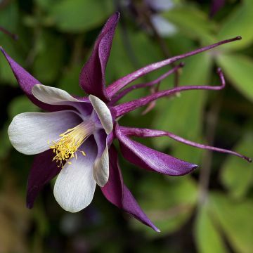 Ancolie, Aquilegia rockii