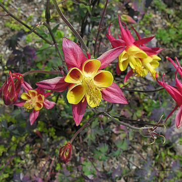 Aquilegia skinneri - Columbine