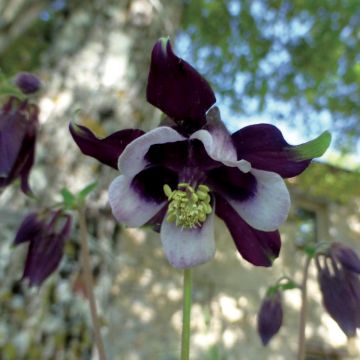 Ancolie William Guiness - Aquilegia vulgaris William Guiness