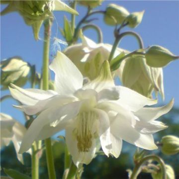 Aquilegia vulgaris var. stellata White Barlow - Columbine