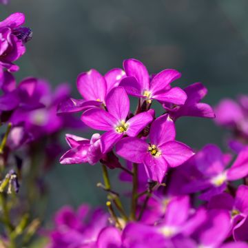 Arabis blepharophylla Frühlingzauber - Arabette de Californie