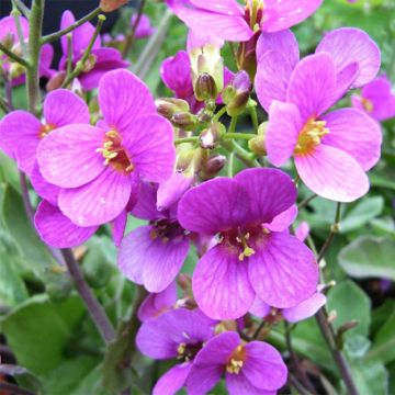 Arabis alpina subsp. caucasica Pinkie