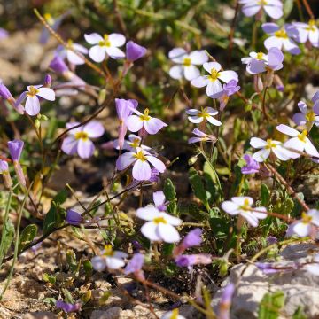 Arabis alpina subsp. caucasica Rosea