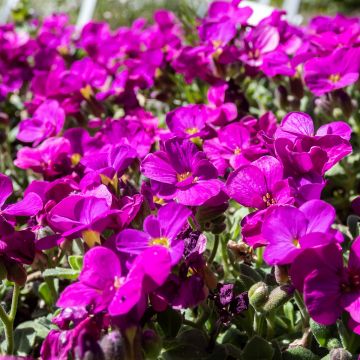 Arabis alpina subsp. caucasica Lotti Deep Rose