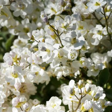 Arabis alpina subsp. caucasica Plena