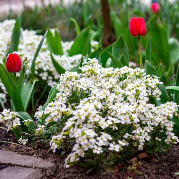 Arabis alpina subsp. caucasica Snowball