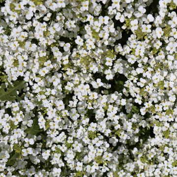 Arabis alpina subsp. caucasica Snowcap