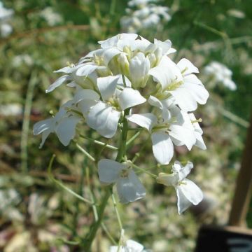 Arabis Ferdinandi Coburgii Old Gold, Corbeille d'Argent