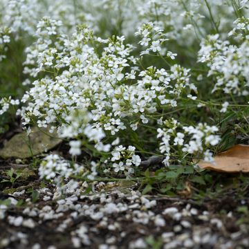 Arabis Ferdinandi Coburgi
