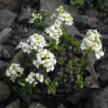 Arabis x suendermannii