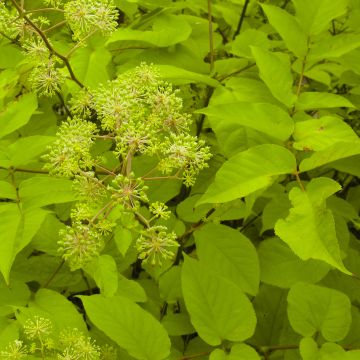 Aralia cordata Sun King