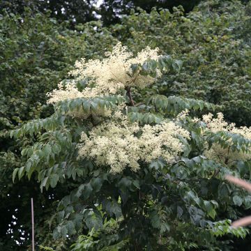 Aralia elata Aureovariegata - Angélique en arbre du Japon panachée