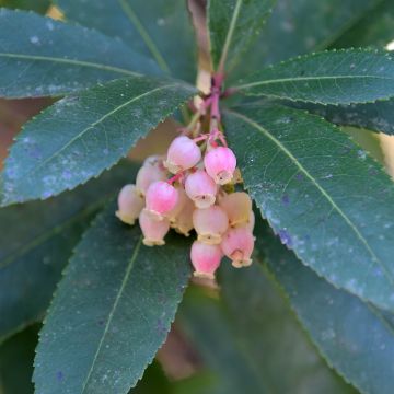 Arbutus unedo Pink Giant - Strawberry Tree