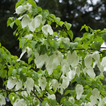 Davidia involucrata - Dove Tree