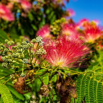 Albizia julibrissin Rouge de Tuiliere