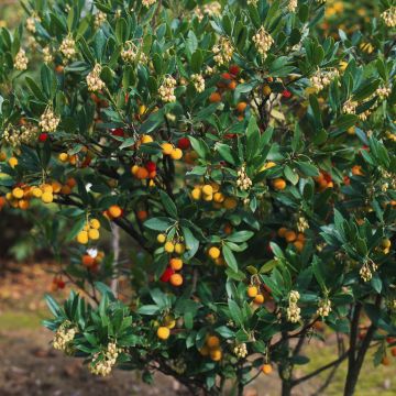 Arbutus unedo Atlantic - Strawberry Tree