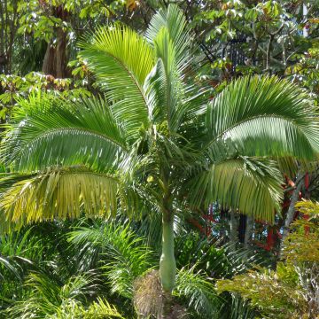 Archontophoenix alexandrae - Alexandra Palm