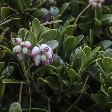 Arctostaphylos uva-ursi - Bearberry