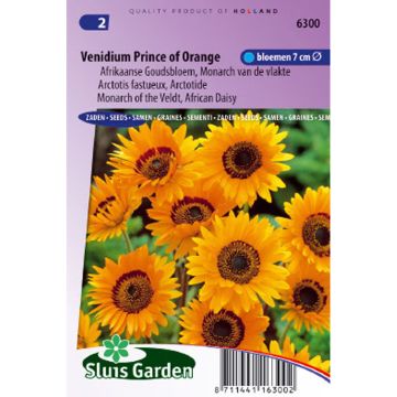 Arctotis Prince of Orange - African Daisy