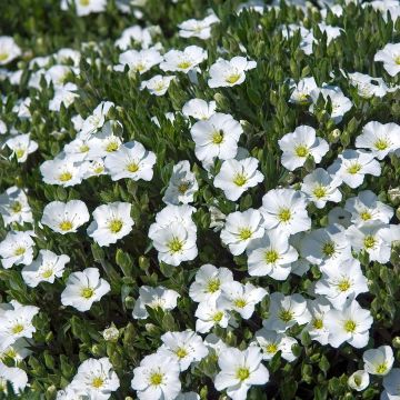 Sabline des Montagnes - Arenaria montana