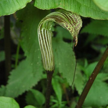 Arisaema concinnum