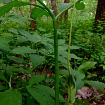 Arisaema dracontium