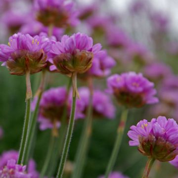 Armeria maritima splendens - Sea Thrift