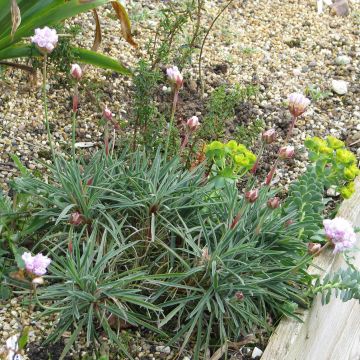 Gazon d'Espagne, Armeria welwitschii