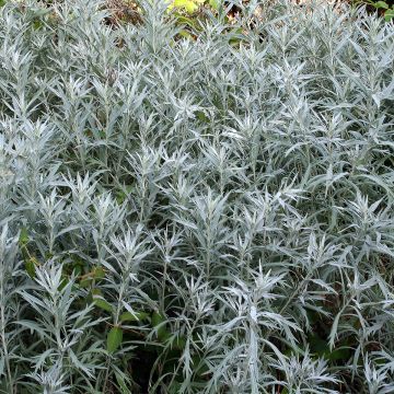 Artemisia ludoviciana var. imcompta