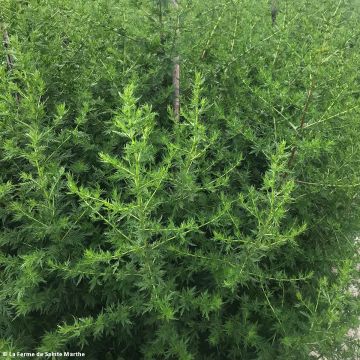 Artemisia annua 