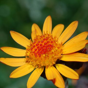 Arnica montana - plantain des Alpes