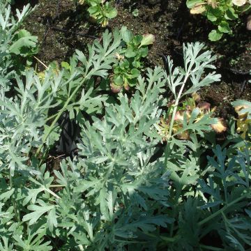 Artemisia absinthium Lambrook Silver